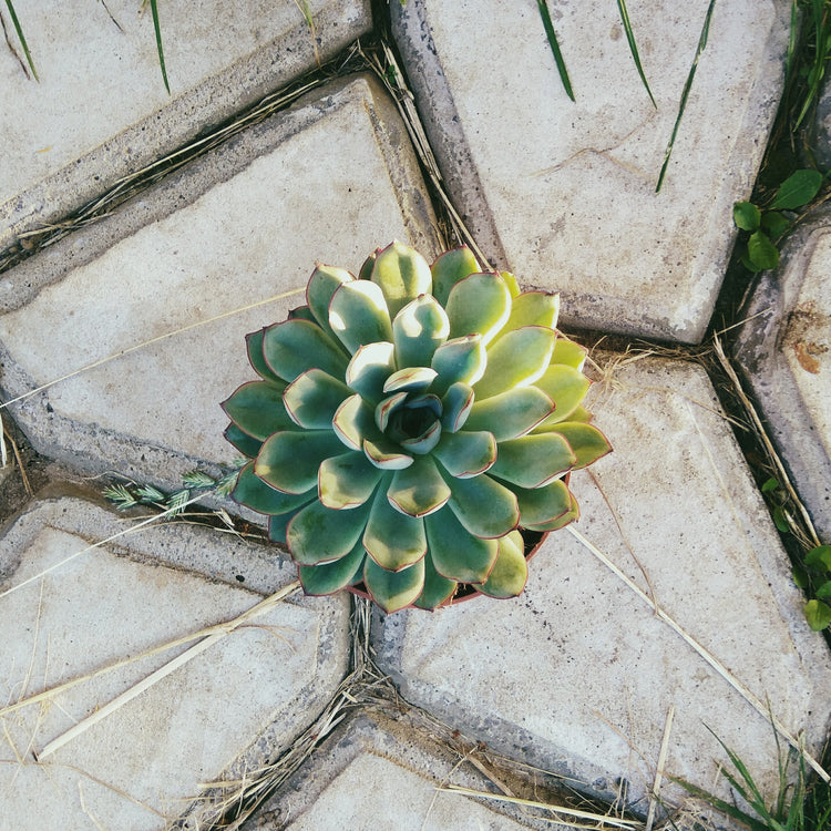 Echeveria Pulidonis