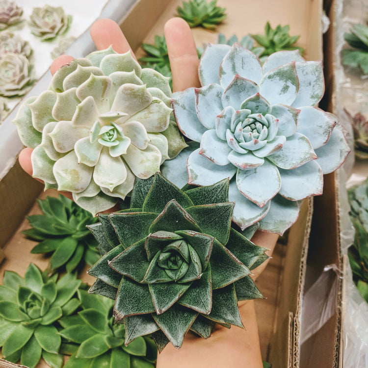 'Echeveria Essentials' Bundle - 5 pack