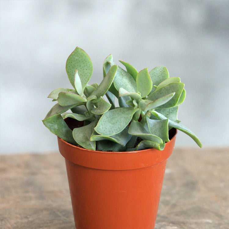 Ripple Jade (Crassula Arborescens Undulatifolia) - By Plant Collective | Indoor House Plants, Succulents, Air Plants & Terrariums - Toronto Canada