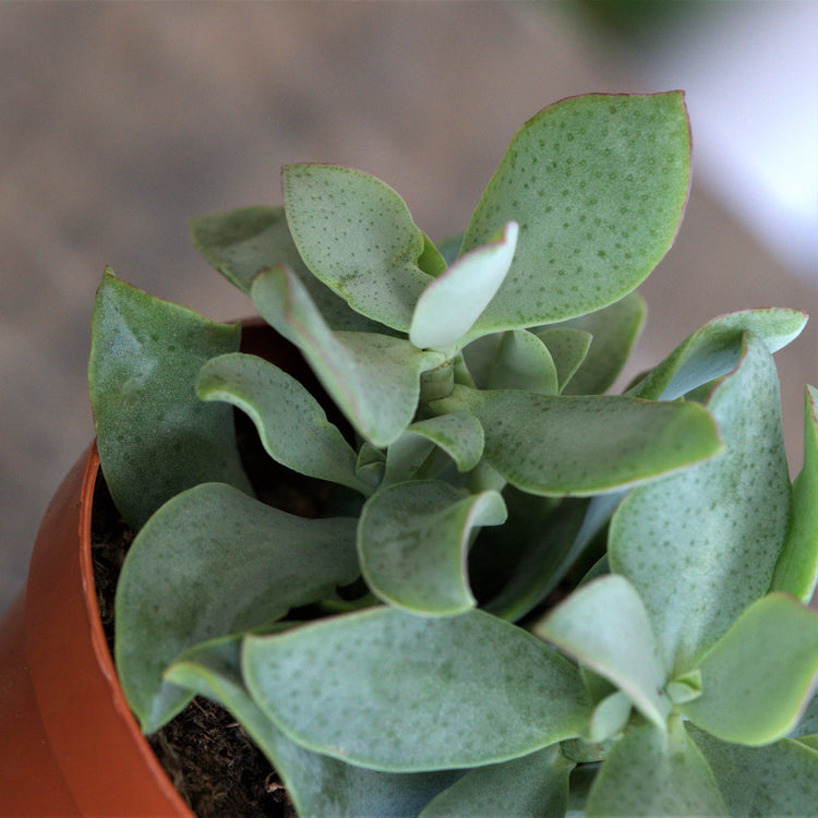 Ripple Jade (Crassula Arborescens Undulatifolia) - By Plant Collective | Indoor House Plants, Succulents, Air Plants & Terrariums - Toronto Canada