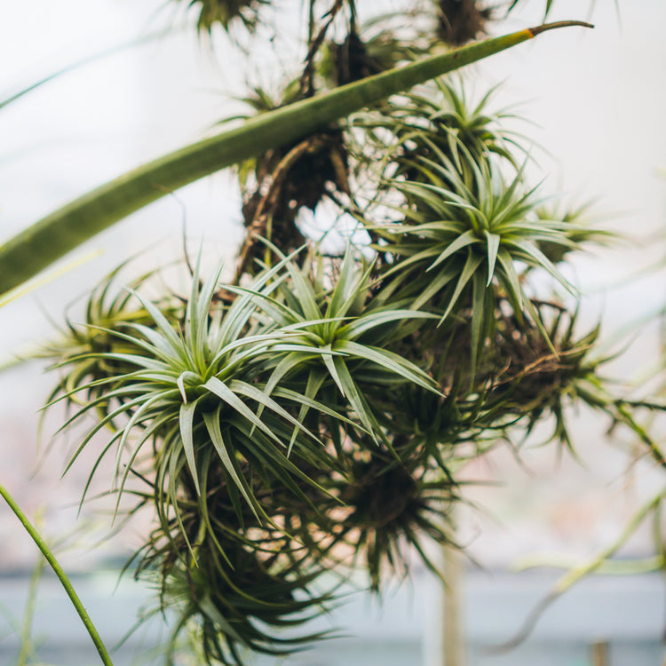 Tillandsia Bergeri - Plant Collective