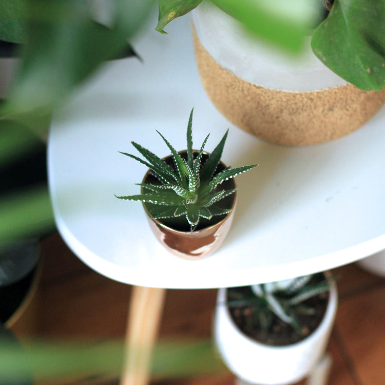 Haworthia "Big Band" - Plant Collective