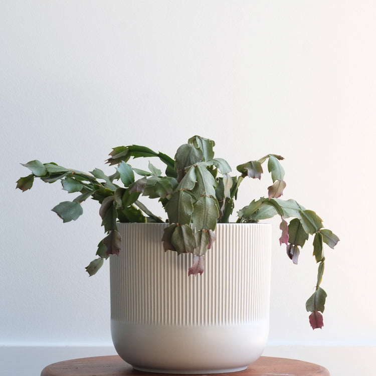 Holiday (Christmas) Cactus - Plant Collective