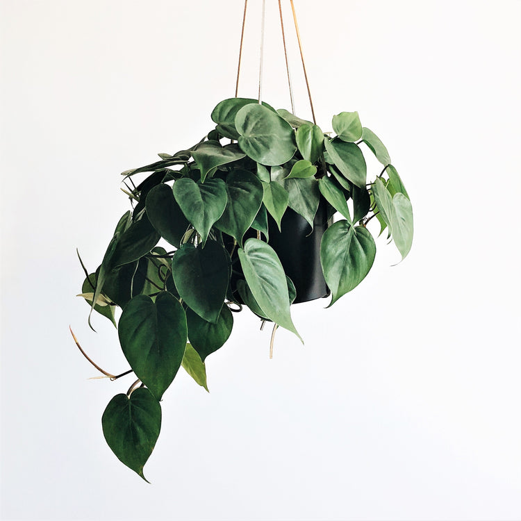 Assorted Philodendron