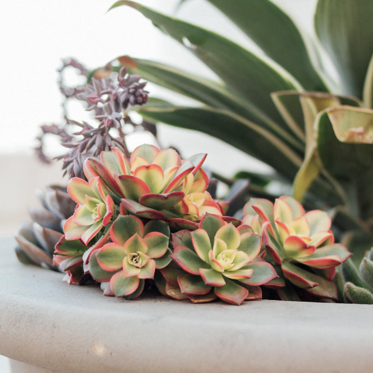 Aeonium Kiwi - Plant Collective