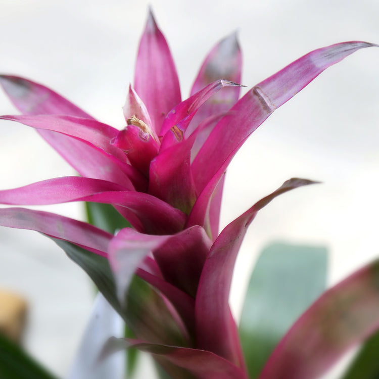 Guzmania Bromeliad - Plant Collective