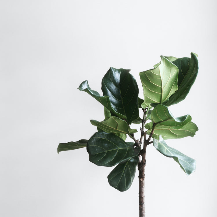 Fiddle Leaf Fig (Tree Form) - Plant Collective