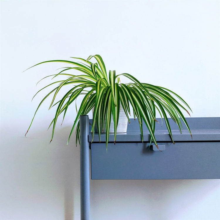 Assorted Spider Plant - Plant Collective