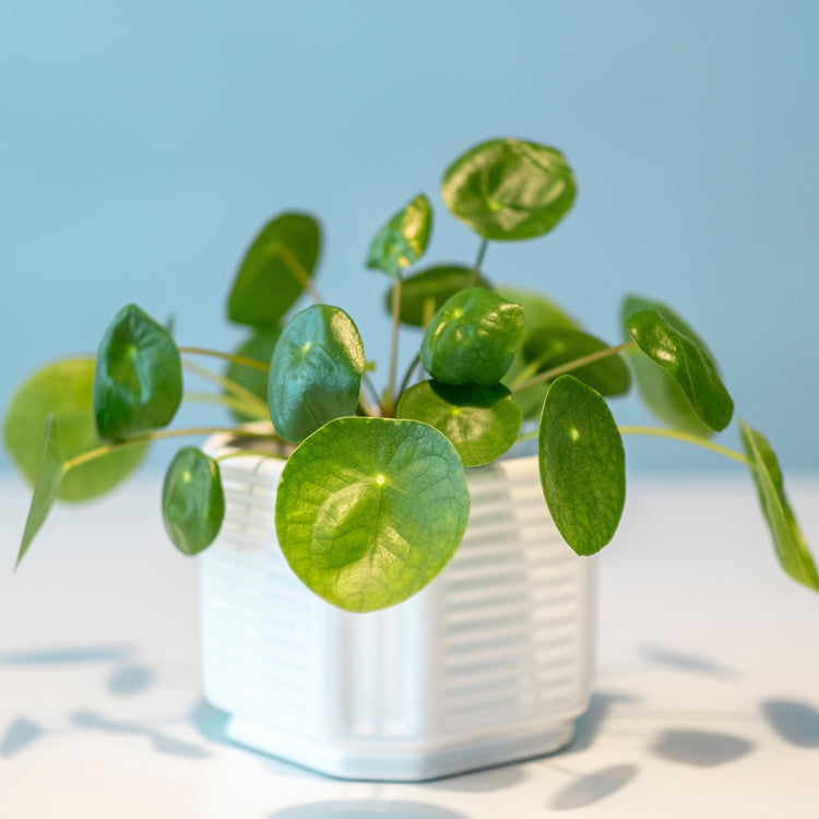 Pilea Pancake Plant - Plant Collective