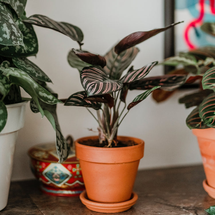 Calathea Ornata "Pinstripe Plant"