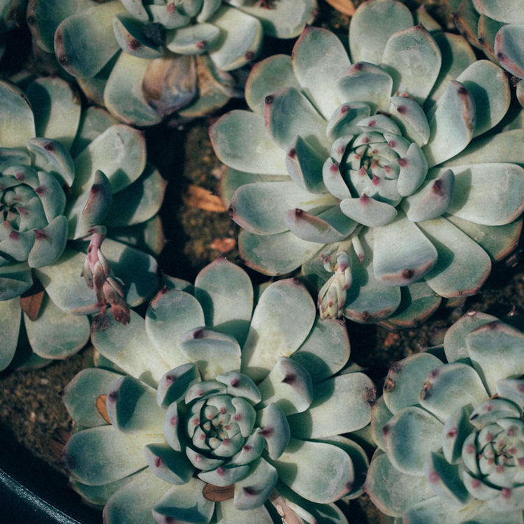 Echeveria Parva - Plant Collective