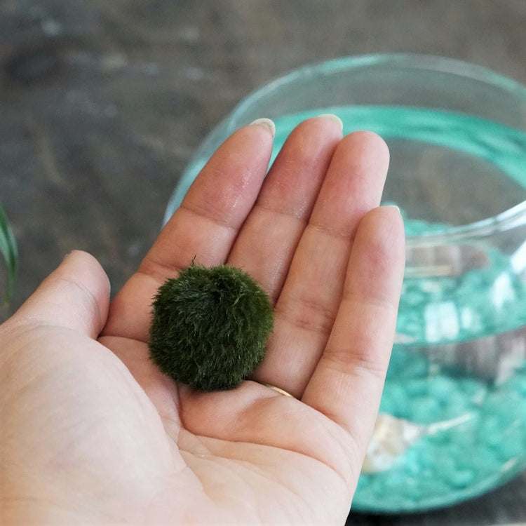 Marimo Moss Ball DIY Terrarium Kit - Fishbowl - Plant Collective