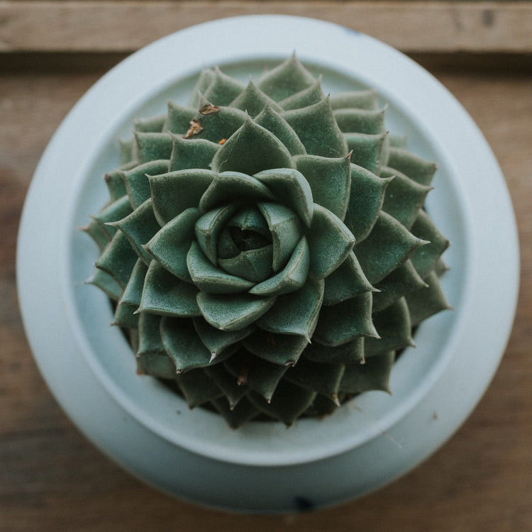 Echeveria Fabiola - Plant Collective