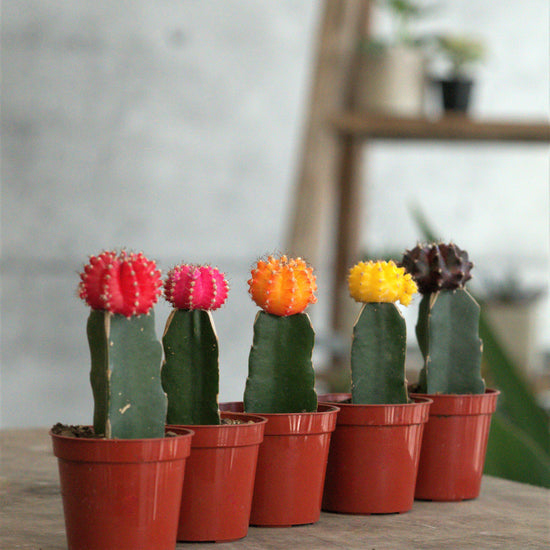 Moon Cactus - Plant Collective
