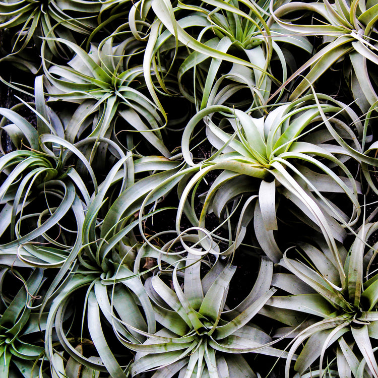 Xerographica (King Size Air Plants) - Plant Collective