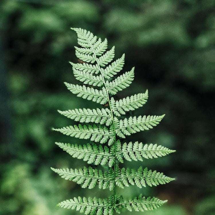 Assorted Fern - Plant Collective