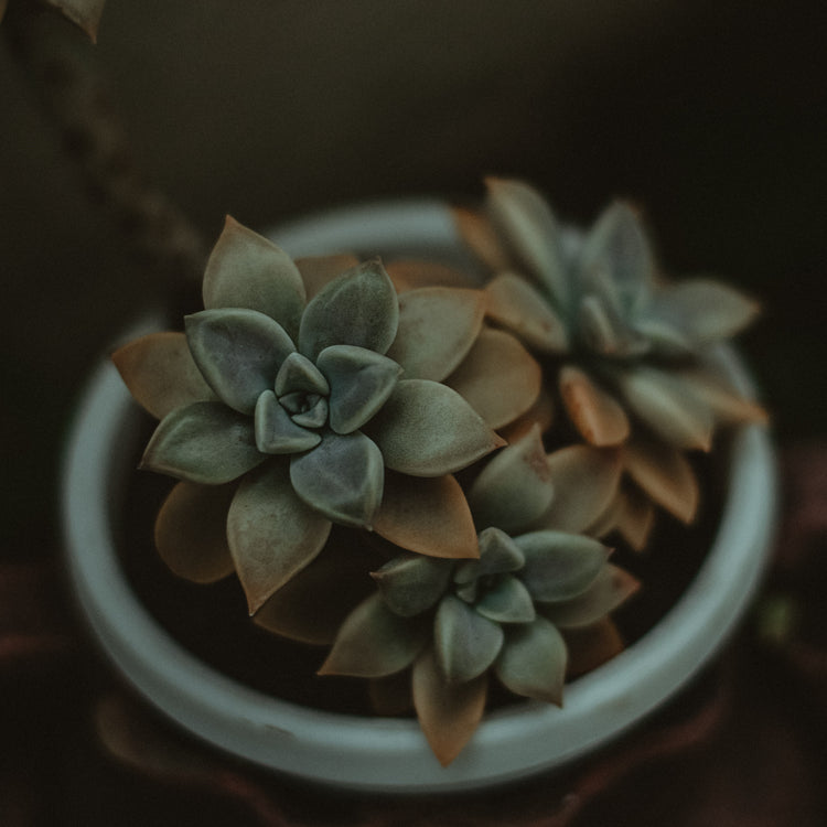 Graptopetalum 'Ghost Plant'