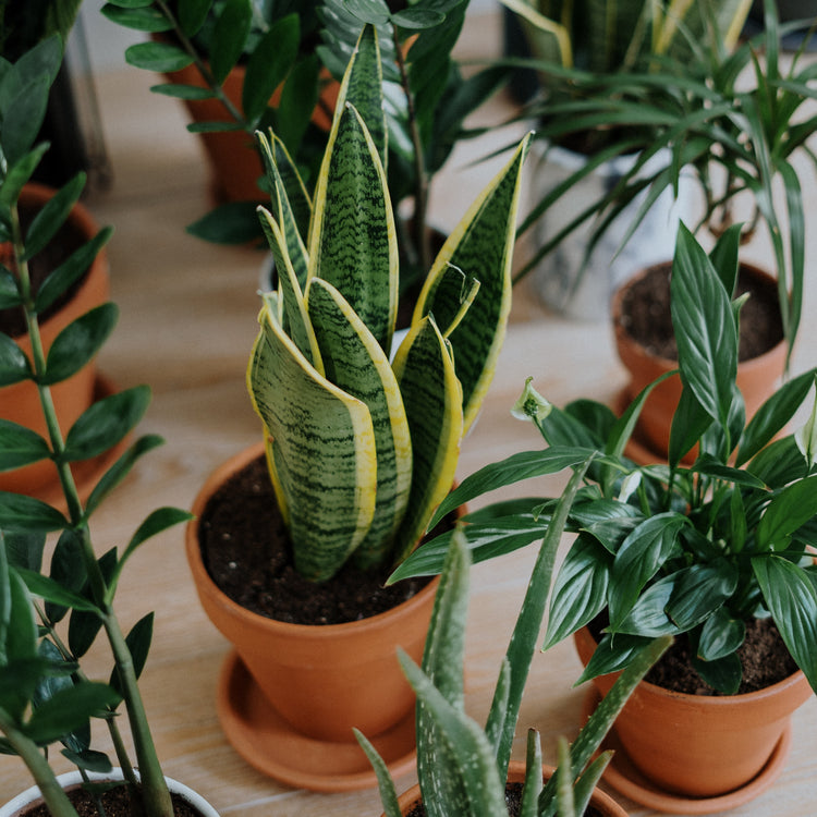 Snake Plant (Laurentii)