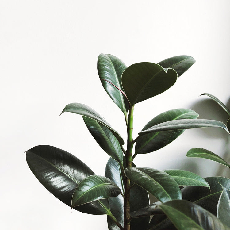 Rubber Plant (Ficus Elastica) - Plant Collective