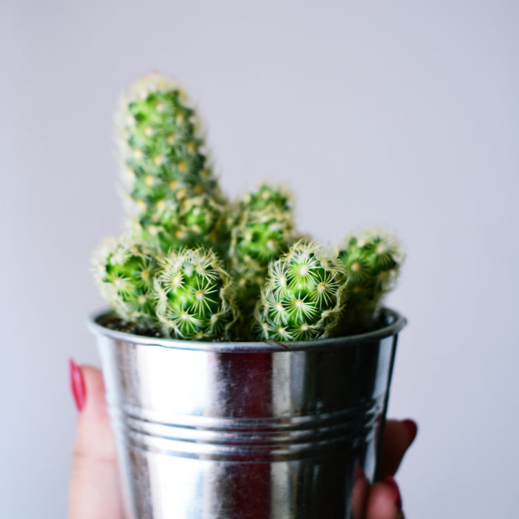 Gold Lace Cactus