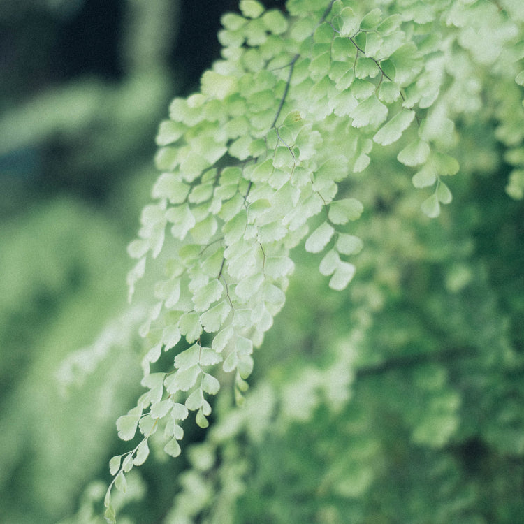 Assorted Fern - Plant Collective