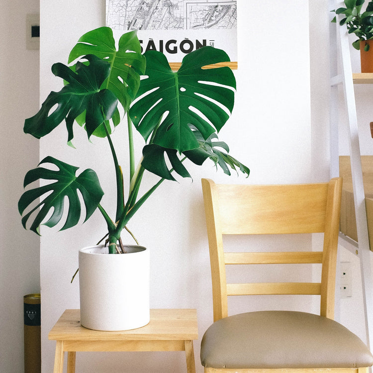 Monstera Deliciosa (Swiss Cheese Plant) - Plant Collective