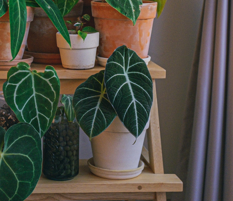 Alocasia Black Velvet