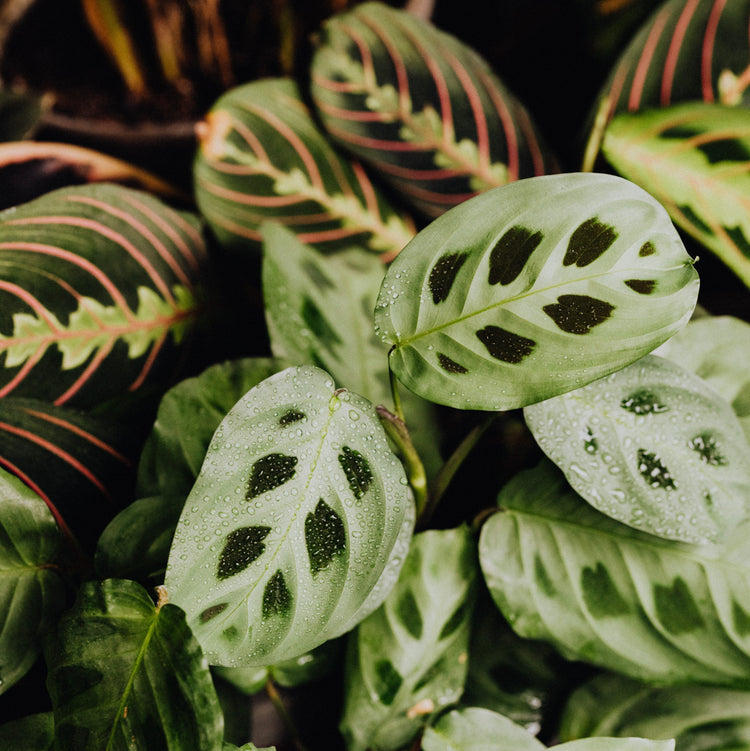 Prayer Plant (Maranta) - Plant Collective