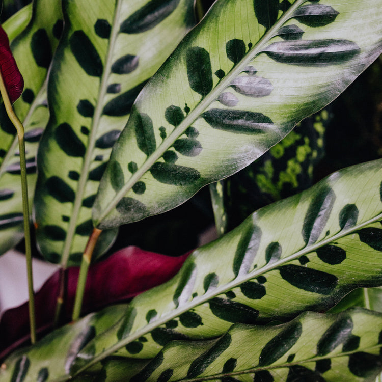 Rattlesnake Plant (Calathea Lancifolia) - Plant Collective