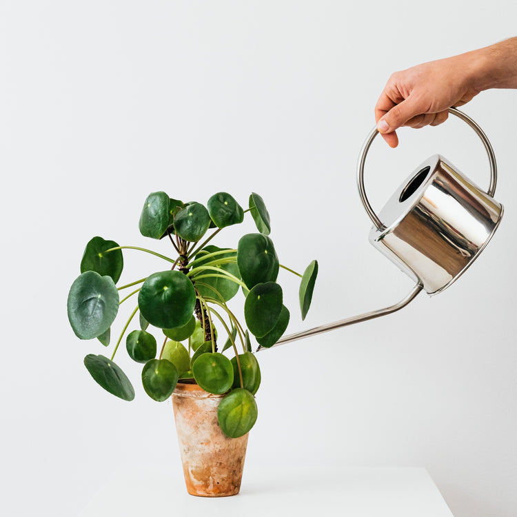 Pilea Pancake Plant - Plant Collective