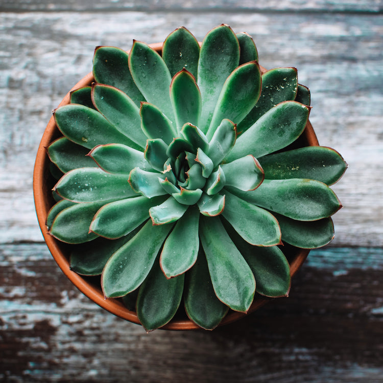 Echeveria Pulidonis