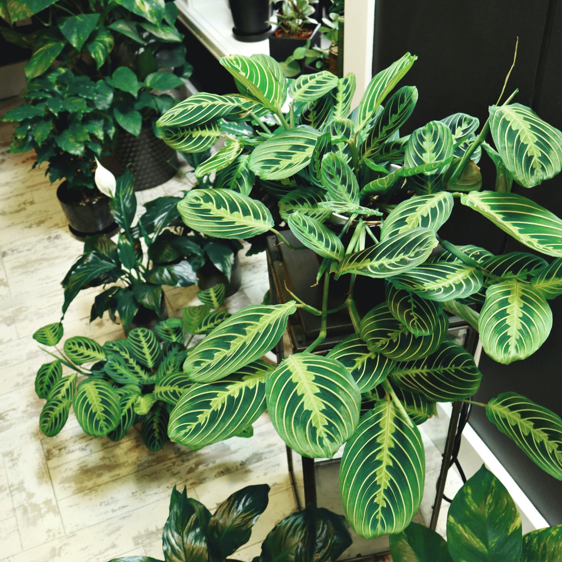 Maranta Assorted Assorted Prayer Plant (Maranta)