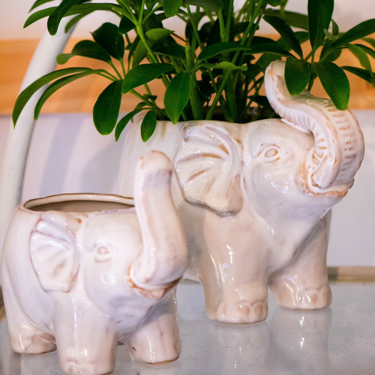 Elephant Pot