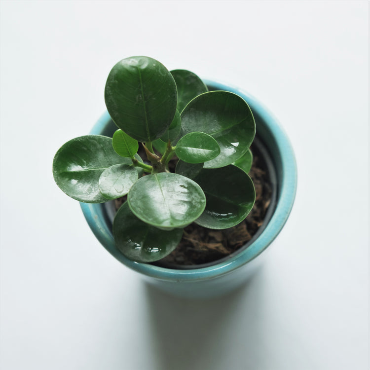 Assorted Peperomia - Plant Collective