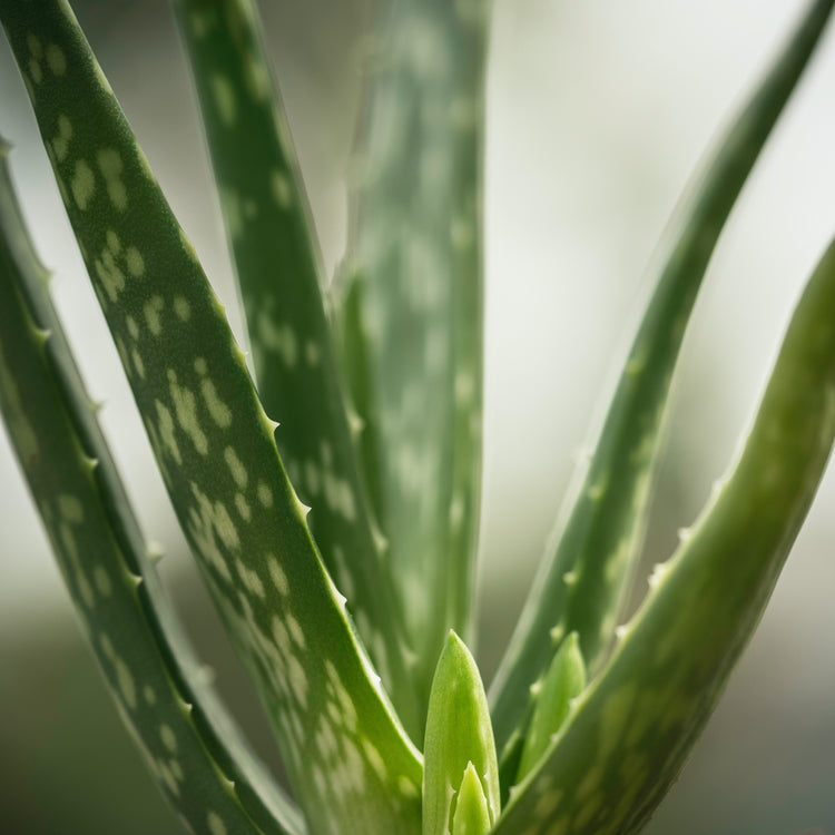 Aloe Vera - Plant Collective