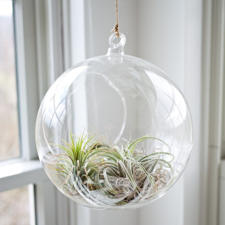 Tillandsia Ionantha Airplant - Plant Collective