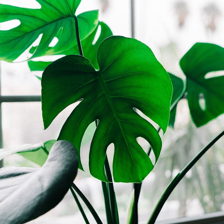 Monstera Deliciosa (Swiss Cheese Plant) - Plant Collective