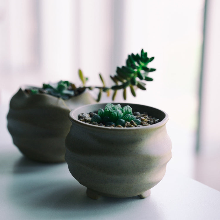 Haworthia Pilifera - Plant Collective