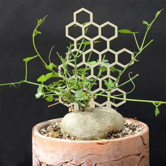 Wooden Climbing Plant Trellis - Honeycomb