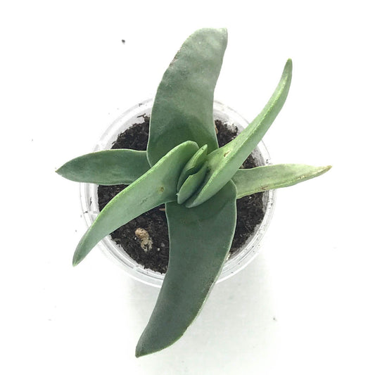 Propeller Plant (Crassula Falcata) - Plant Collective