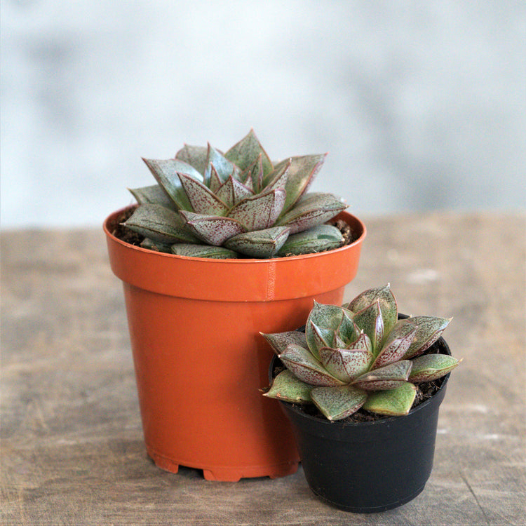 Echeveria Purpusorum - Plant Collective