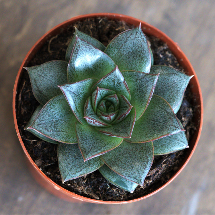 Echeveria Purpusorum - Plant Collective