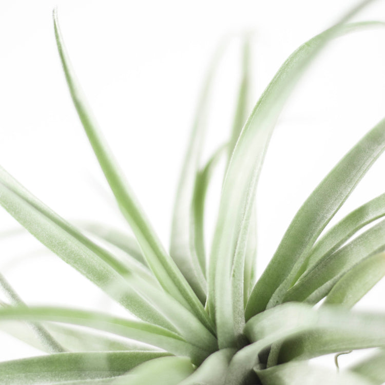 Tillandsia Plagiotropica - Plant Collective