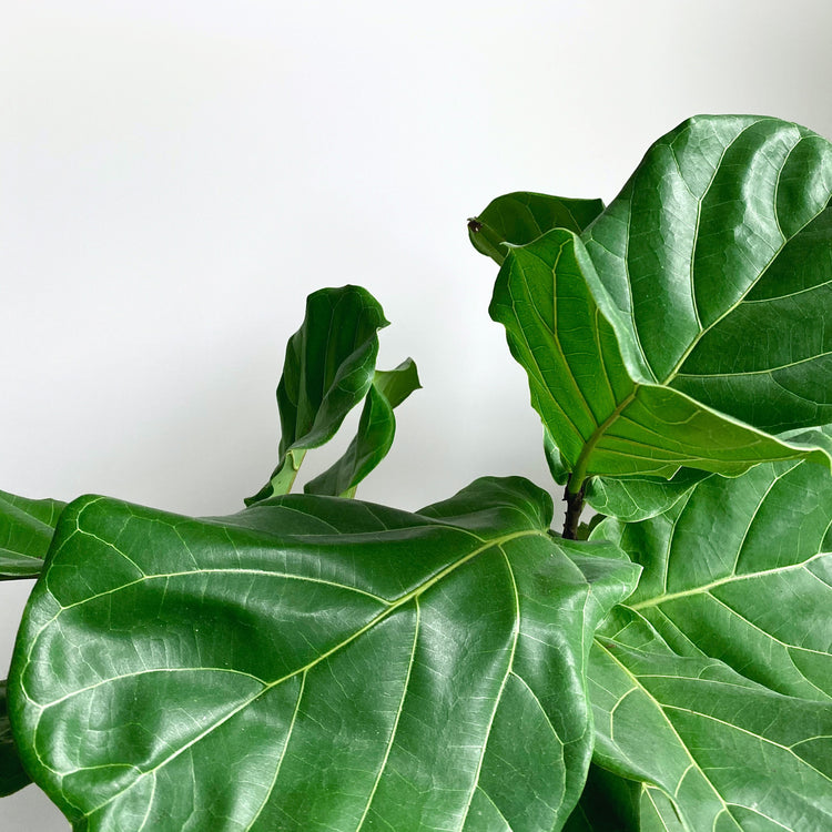 Fiddle Leaf Fig (Bush Form)