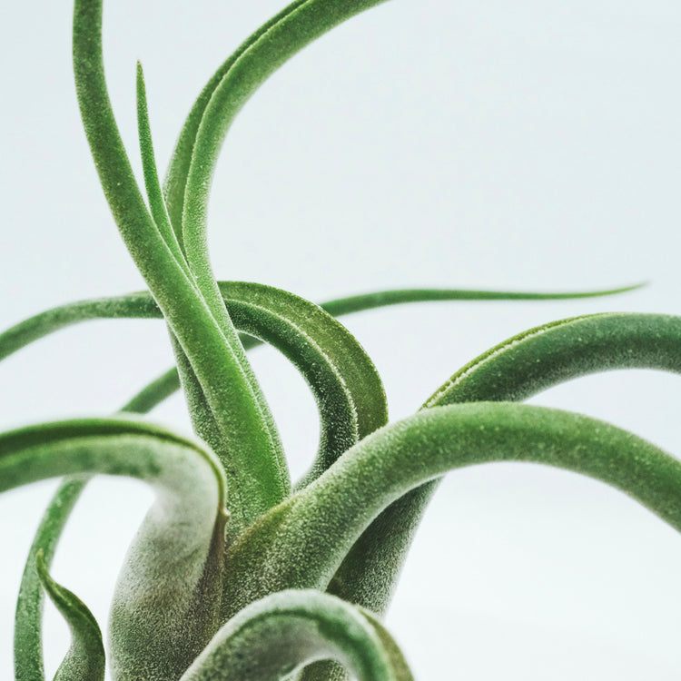 Tillandsia Caput Medusae Air Plant (Medusa) - Plant Collective