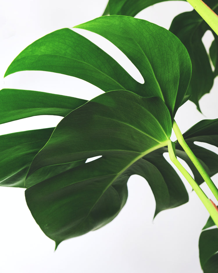 Monstera Deliciosa (Swiss Cheese Plant) - Plant Collective