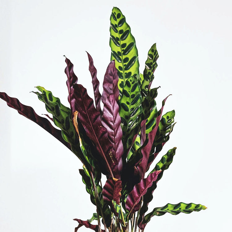 Rattlesnake Plant (Calathea Lancifolia) - Plant Collective