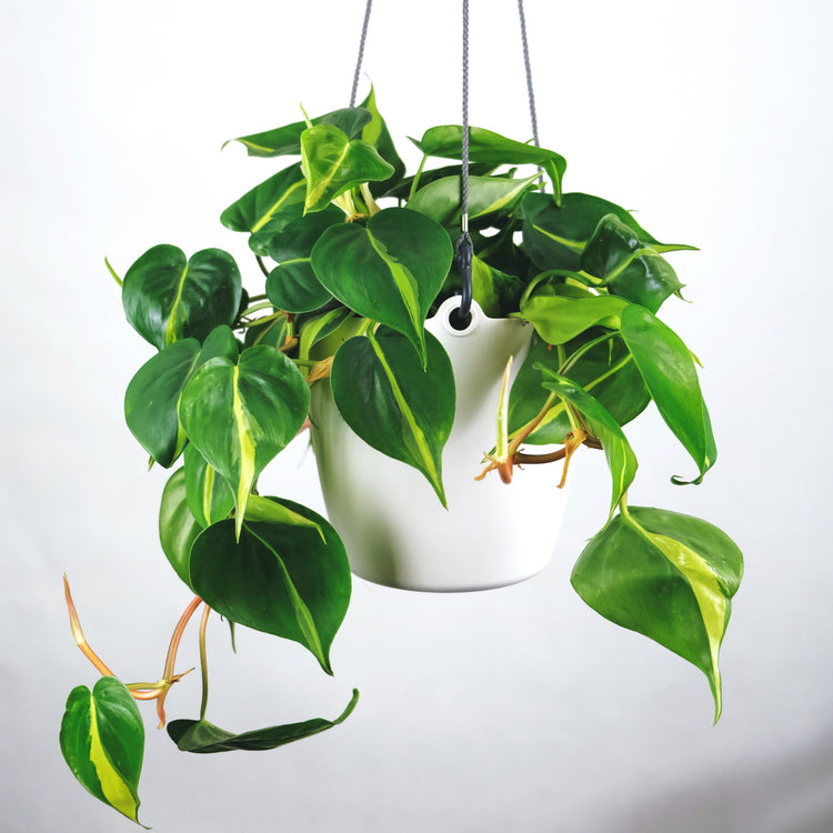 Assorted Philodendron