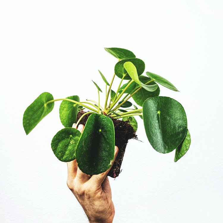 Pilea Pancake Plant - Plant Collective