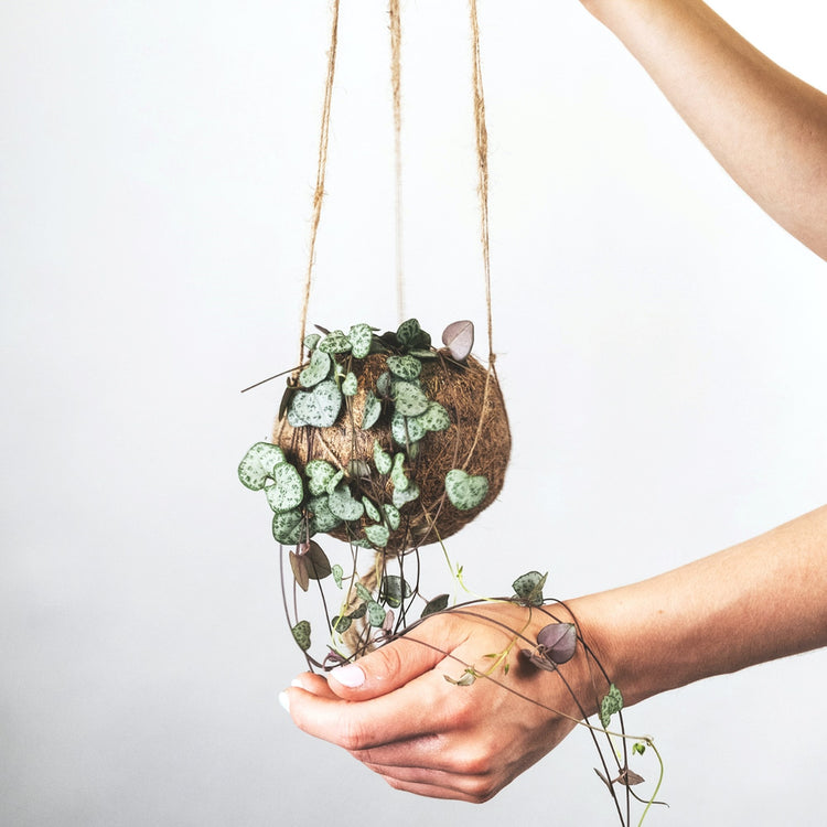 String of Hearts (Ceropegia Woodii)